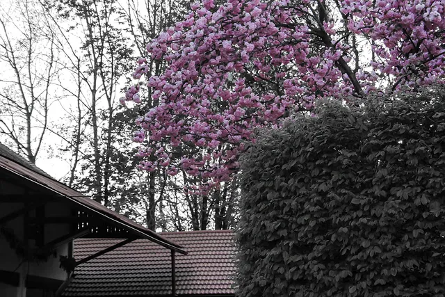 Montag