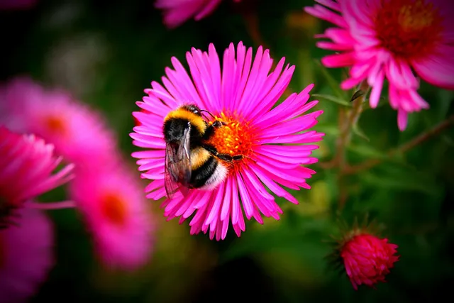 Herbstgarten in Makro
