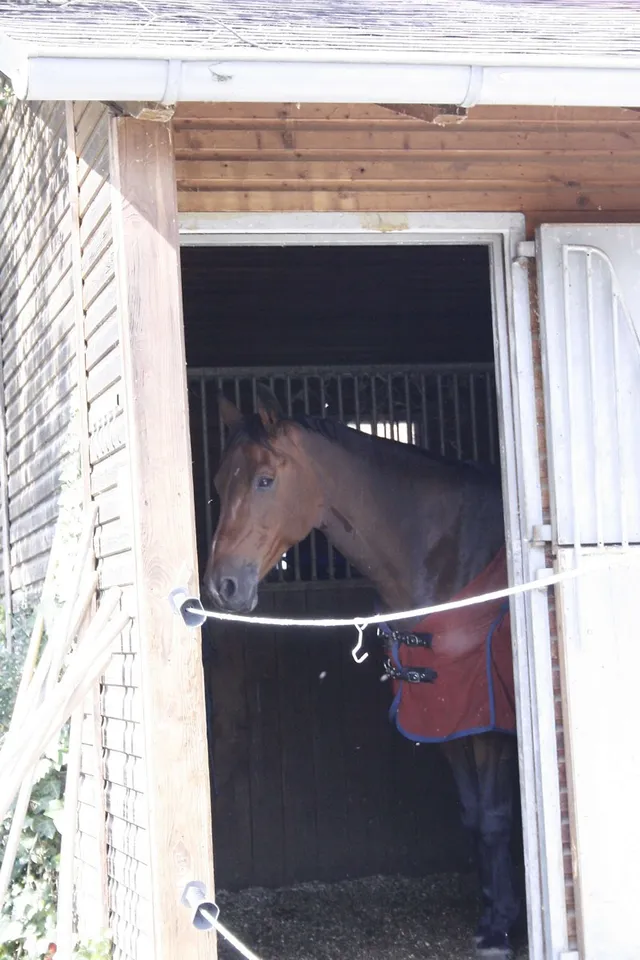 Mister Ed