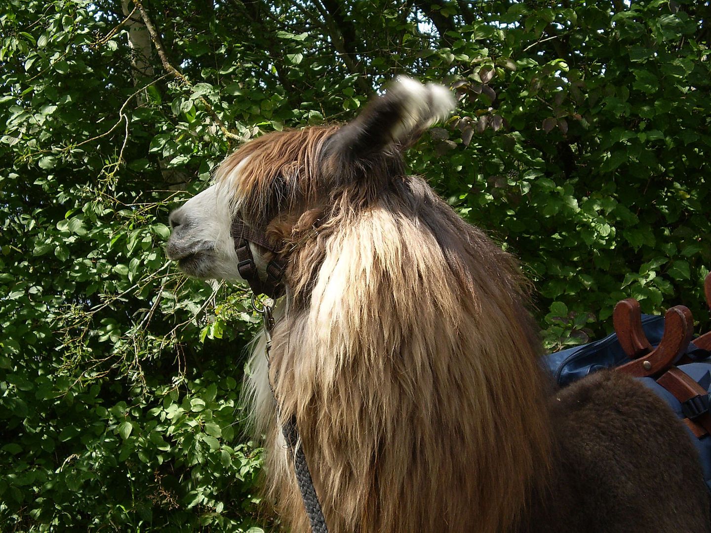 2011_08_pc150015