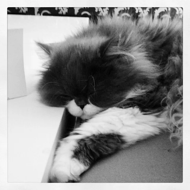 Weltkatzentag