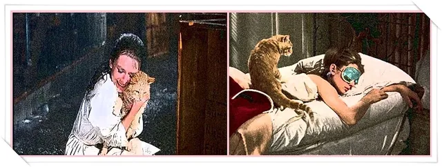 Ode an den Kater
