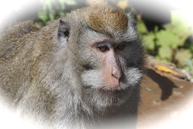 Flora und Fauna auf Bali