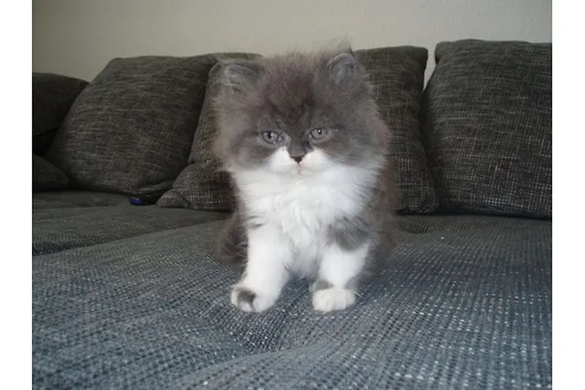 `Chili als Baby`