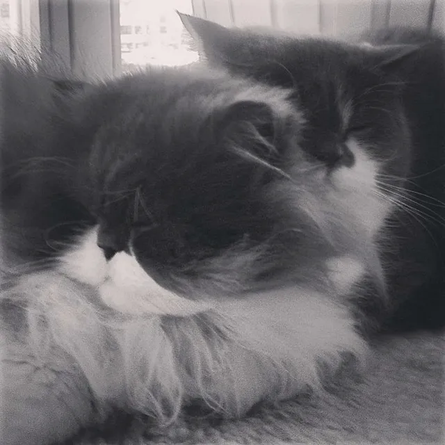 `Chili und Oskar`
