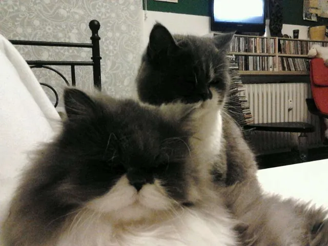 `Das Dreamteam`