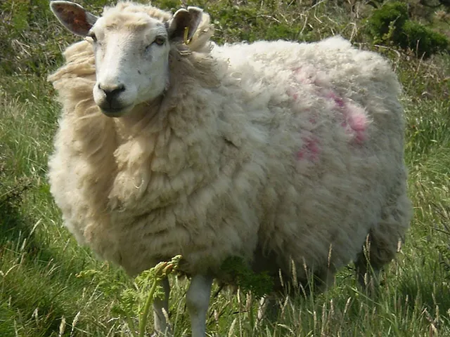 Wolle? Das kann doch gar nicht so schlimm sein!