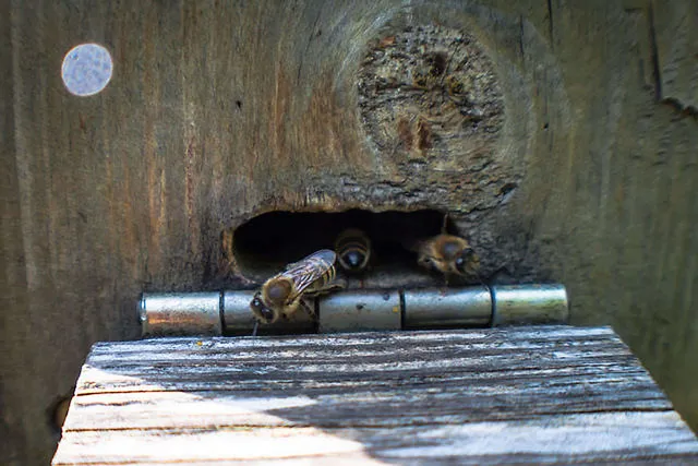 `Arbeiterbienen`