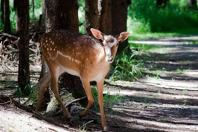 Versteckte tierische Inhaltsstoffe in Lebensmitteln