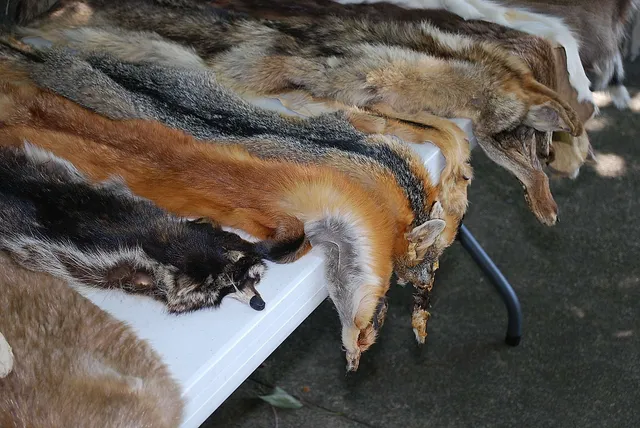 Echter Pelz ohne Mord?