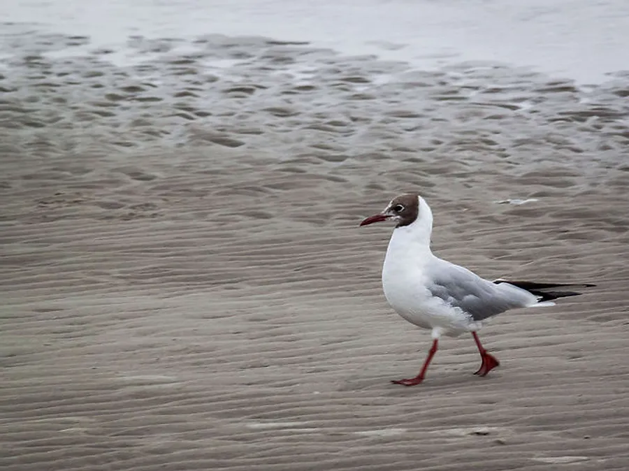 2015_07_20166493795_ca0c6b5c28_z