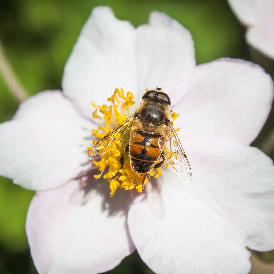 2015_09_Loki-Schmidt-Garten-40
