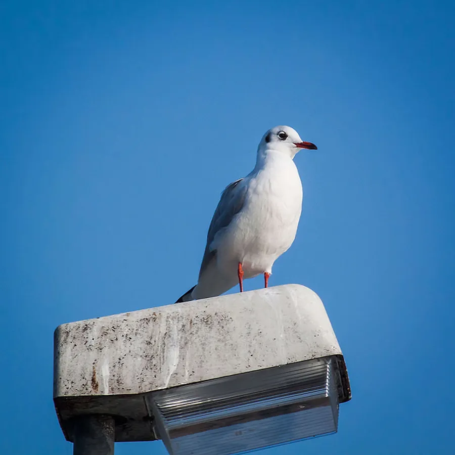 2015_11_22696830462_70cedc18cc_z-1