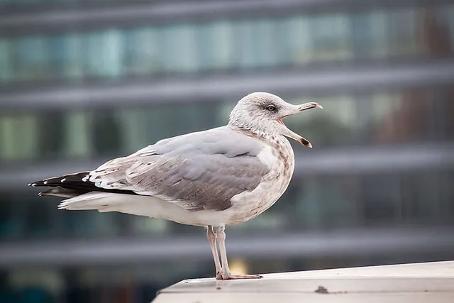 Die Möwe