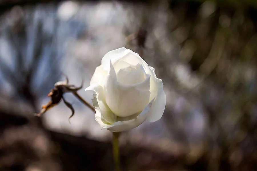 2015_12_Rose1-1-von-1