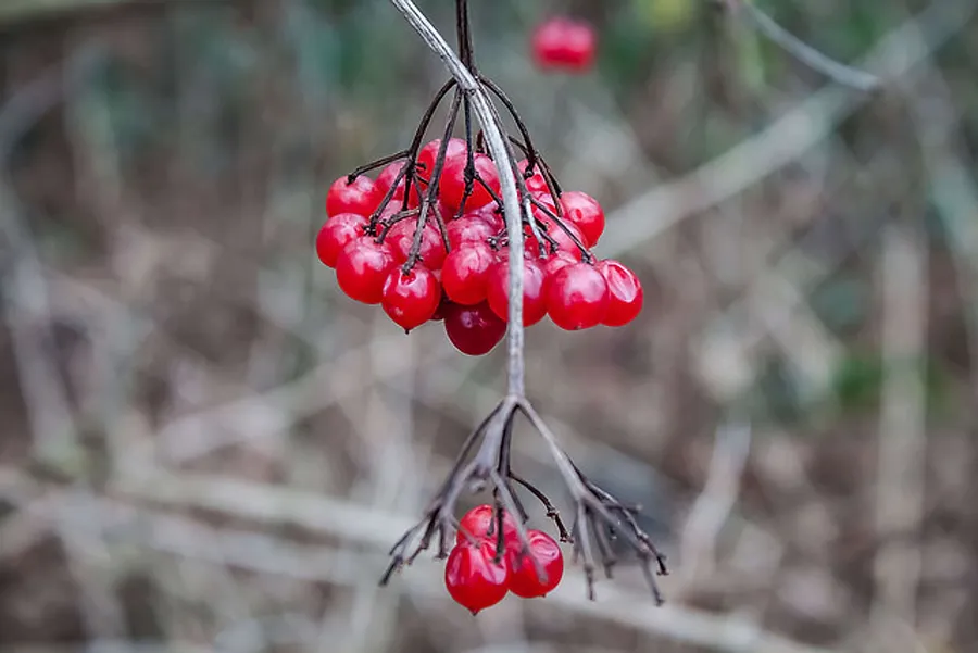 2016_01_24150566751_80a15435cd_z