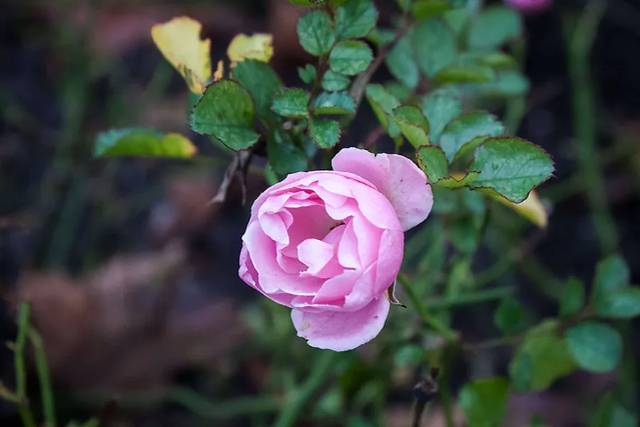 2016_01_24195978065_d0930514d4_z