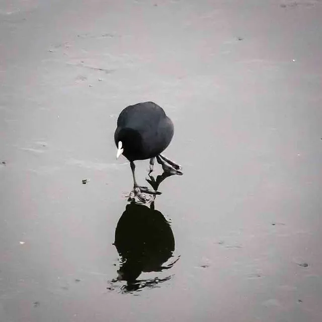 Vögel auf dem Eis