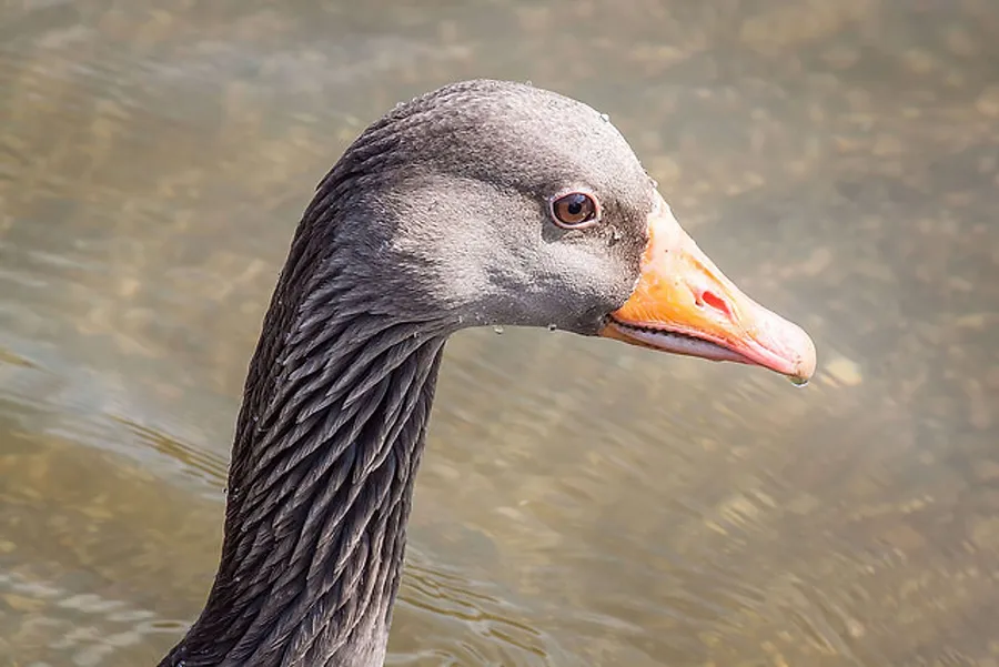 2016_05_26815454296_c67725f0cc_z