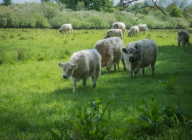 Naturschutzgebiet Boberger Niederung