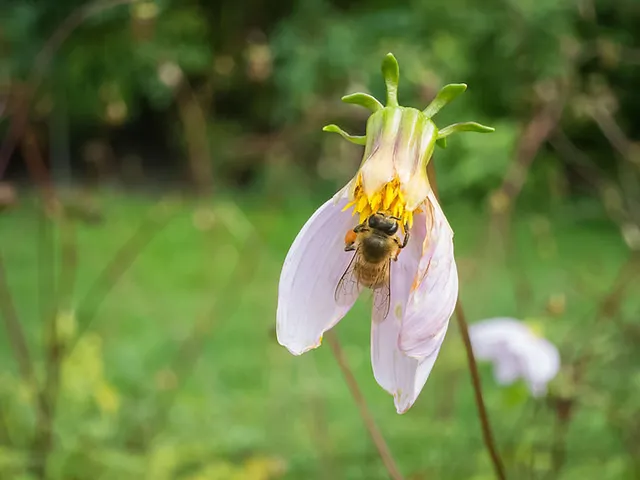 Spätsommer im Loki Schmidt Garten