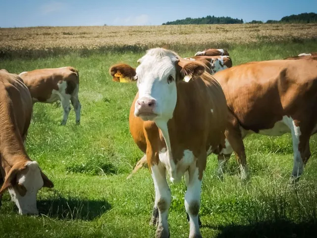 `Klimaschutz`