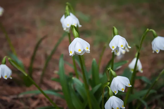 Frühlingsboten im Hamburger Loki Schmidt Garten