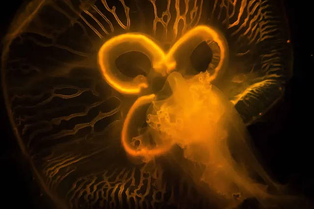 Plastiktüten - Nein danke!