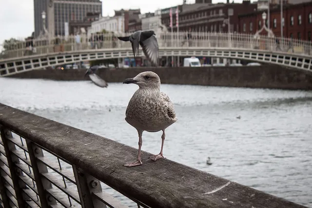 Möwen in Dublin