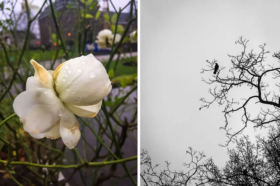 2017_12_Planten-un-Blomen-1-von-2