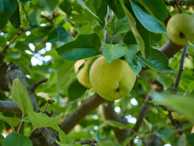 Apfel am Baum.