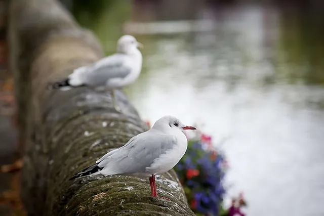 Birds of Westport