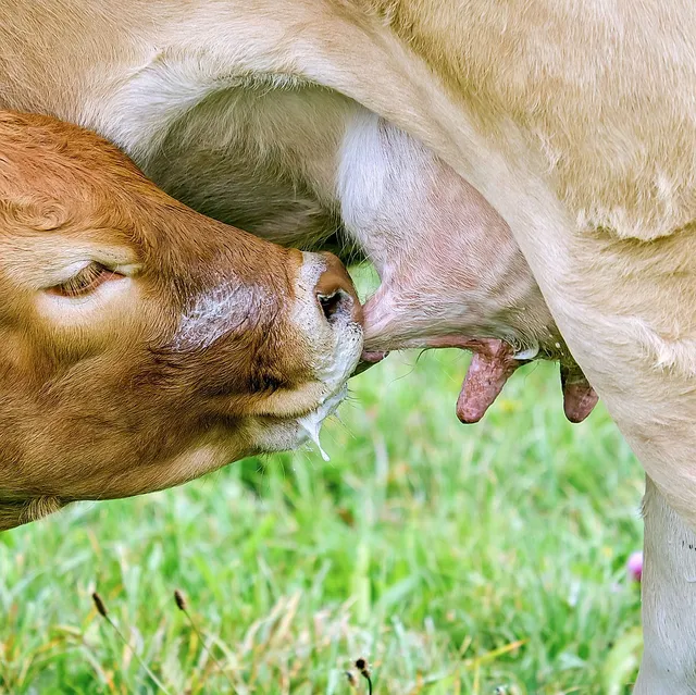 `Kuhmilch`
