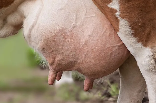 `Kuhmilch`