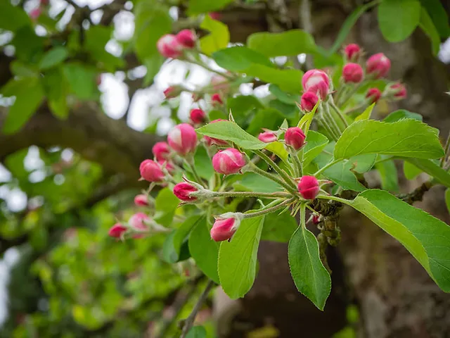 Gegensätze am ersten Mai