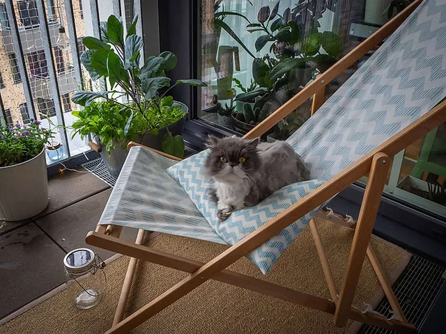 Kater auf Balkonien