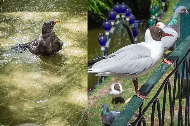 Birds Of Tivoli