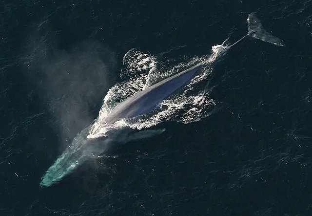 Blauwal geschlachtet - Sea Shepherd und WDC berichten
