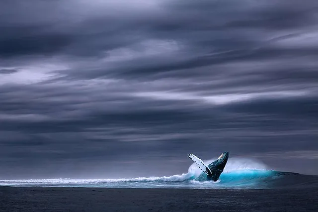 `Blauwal`