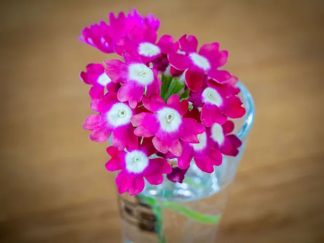 `Phlox`
