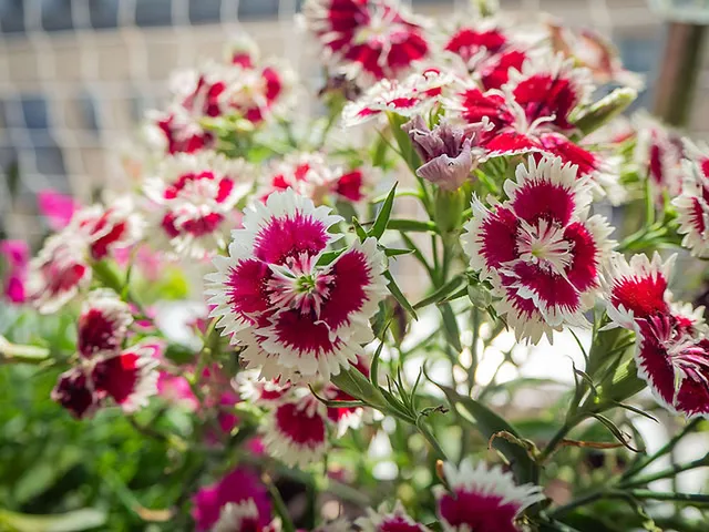 `Phlox`