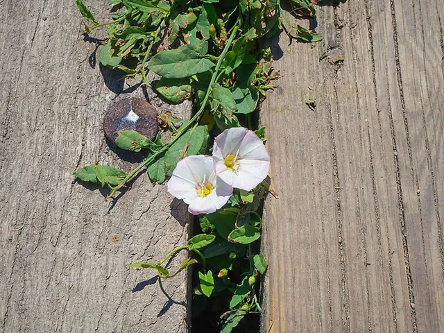 Game Of Flowers