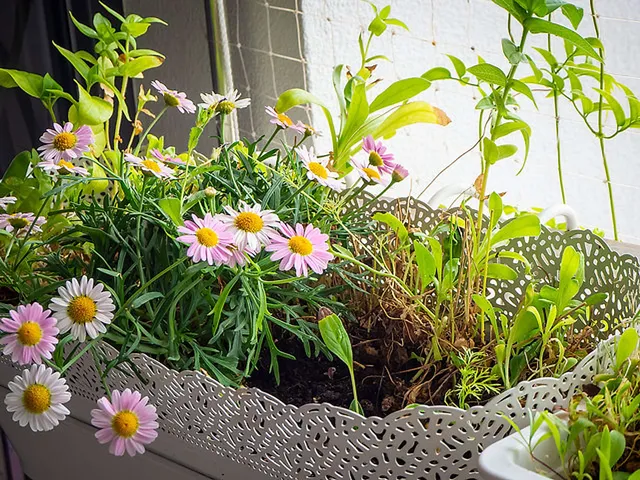 `Phlox`