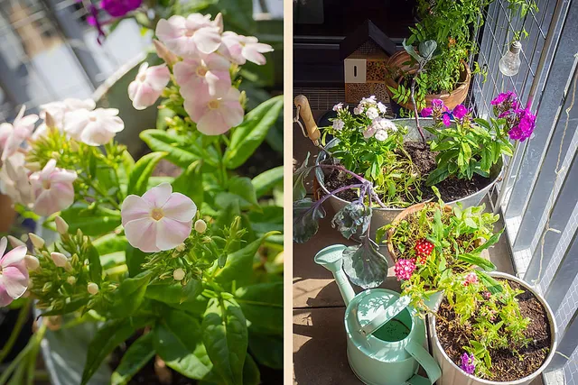 Phlox und Flieder immer wieder