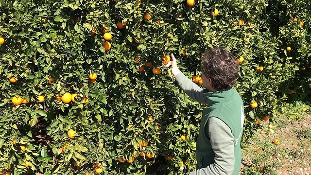 CrowdFarming - Anbau auf Bestellung