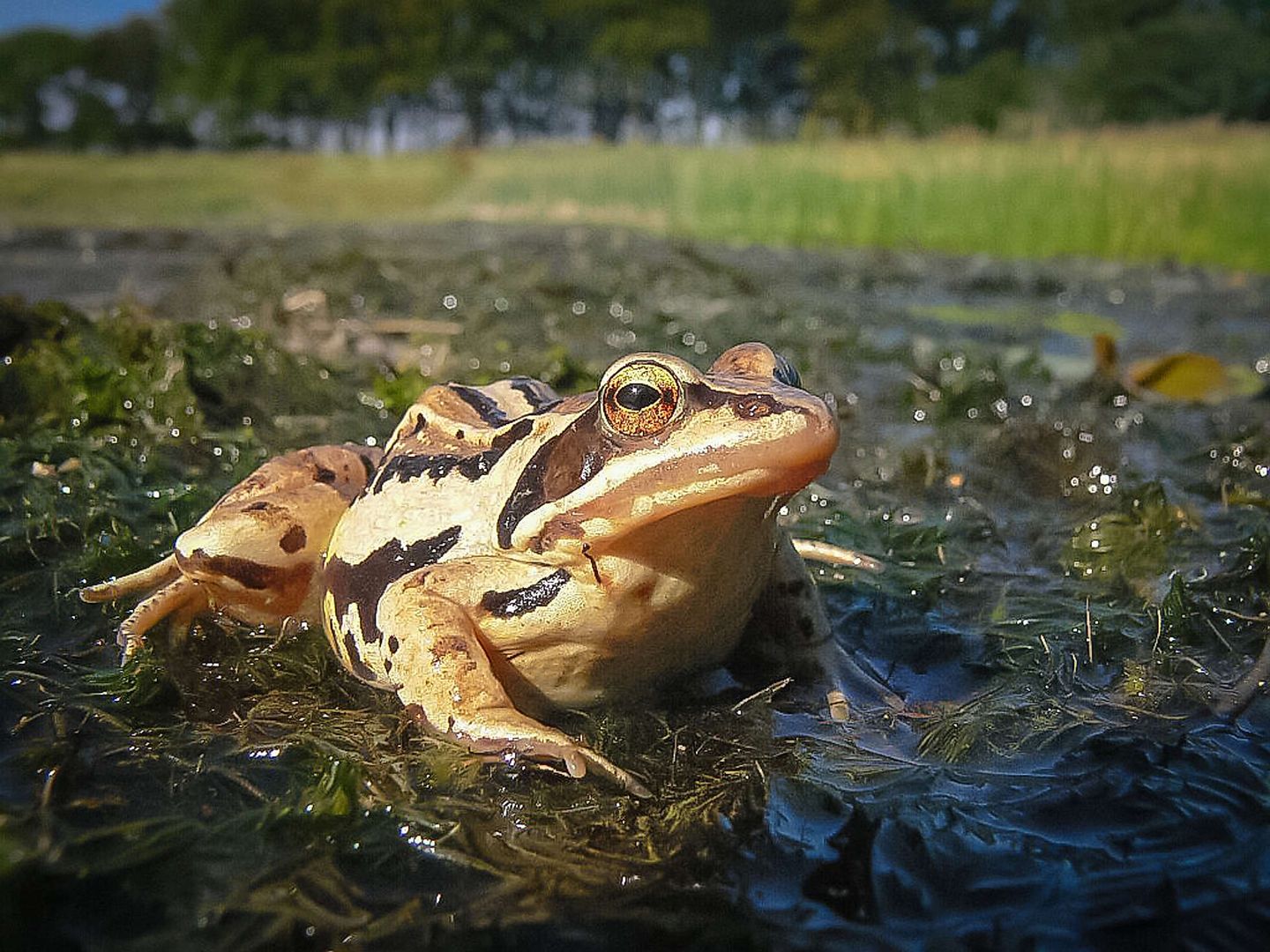 2019_01_Moorfrosch