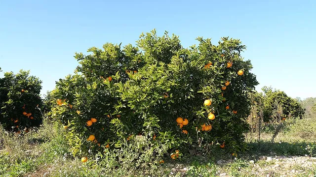 `Orangen`