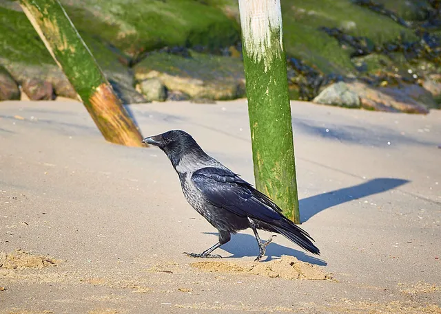`cuxhaven`