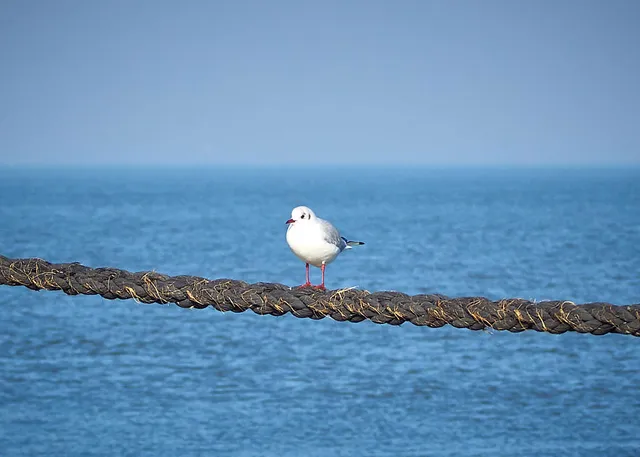 `cuxhaven`