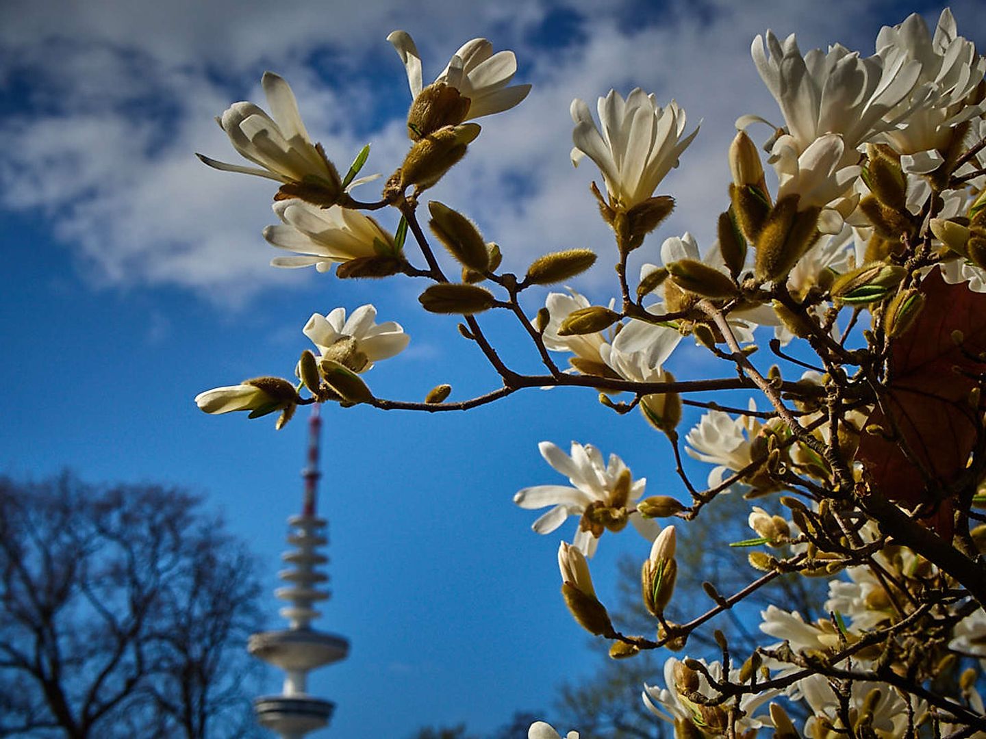 2019_04_2019-03-31-planten-un-blomen-3